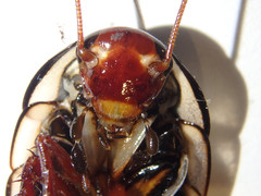 Drymaplaneta communis