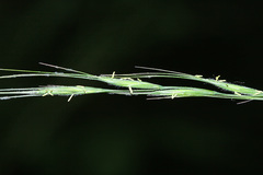 Elymus pendulinus