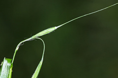 Elymus pendulinus