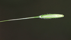 Elymus pendulinus