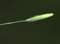 Elymus pendulinus