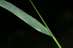 Elymus pendulinus