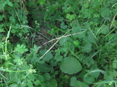 Elymus pendulinus