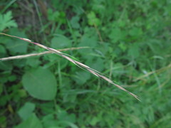 Elymus pendulinus