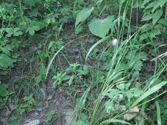 Elymus pendulinus