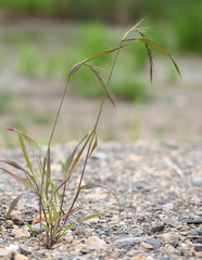 Elymus sibiricus