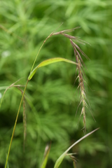 Elymus sibiricus