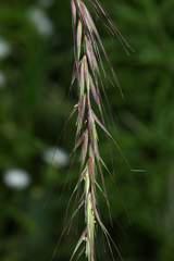 Elymus sibiricus