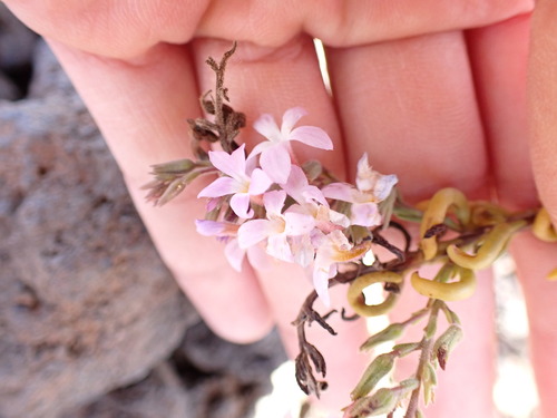 Image of Campylanthus salsoloides by (c) W Rao, some rights reserved (CC BY)