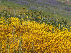 Amsinckia lycopsoides