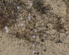 Leptosiphon liniflorus