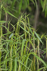 Elymus sibiricus