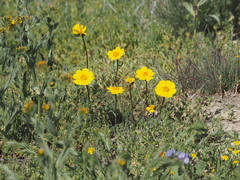 Leptosyne calliopsidea