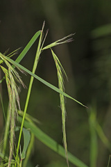 Elymus sibiricus
