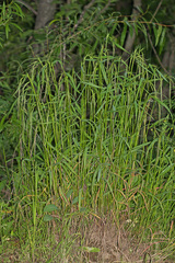 Elymus sibiricus
