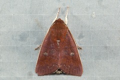 Calymera