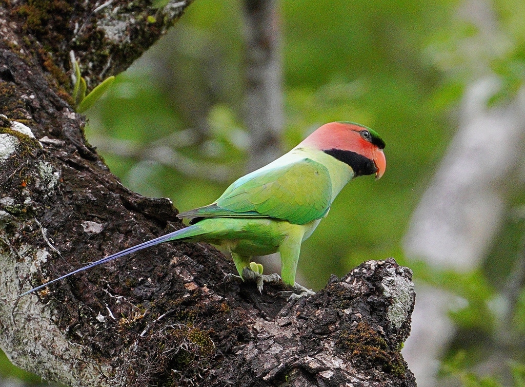 Long-tailed Parakeet photo