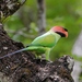 Long-tailed Parakeet - Photo (c) Dixon Lau, some rights reserved (CC BY-NC), uploaded by Dixon Lau