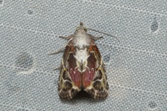 Chloethripa leucocephala