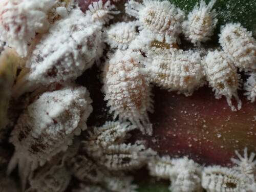 Barber's giant mealybug