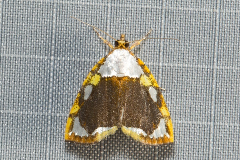 Titulcia meterythra