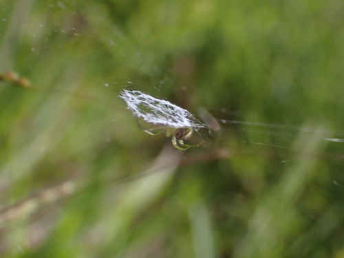 Photo of lined orbweaver (Mangora gibberosa)