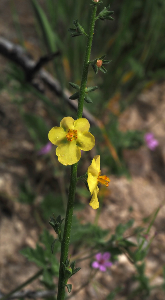 Verbascum orientale