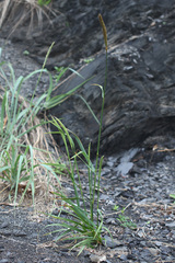 Elymus woroschilowii