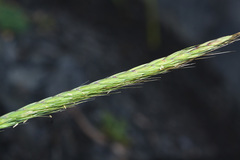 Elymus woroschilowii