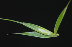 Elymus woroschilowii