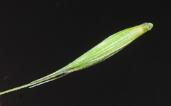 Elymus woroschilowii