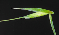 Elymus woroschilowii