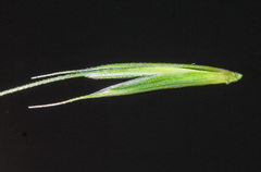 Elymus woroschilowii