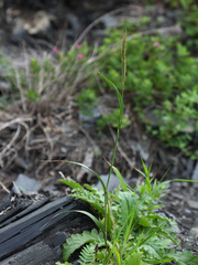 Elymus woroschilowii