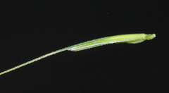 Elymus woroschilowii