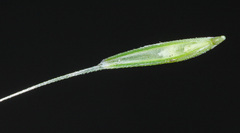 Elymus woroschilowii