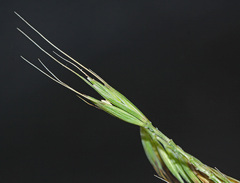 Elymus woroschilowii