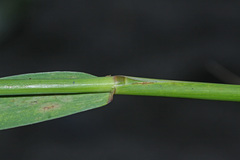 Elymus woroschilowii