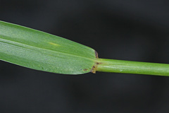 Elymus woroschilowii
