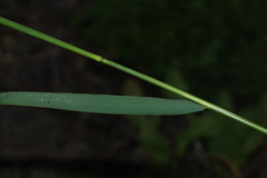 Elymus woroschilowii