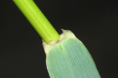 Elymus woroschilowii
