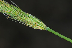 Elymus woroschilowii