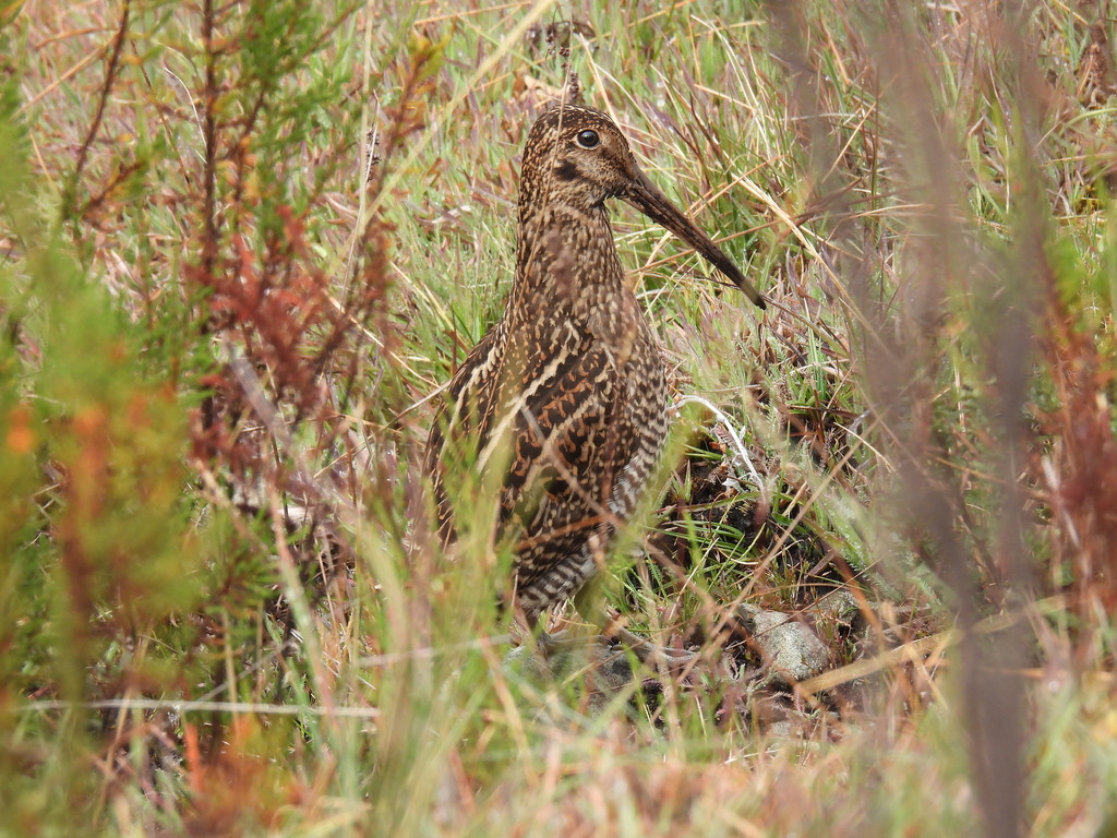 Andean Snipe