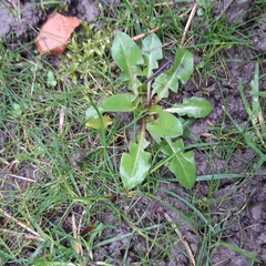 Taraxacum officinale