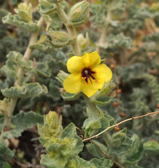Verbascum jordanicum