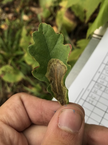 Cameraria fletcherella