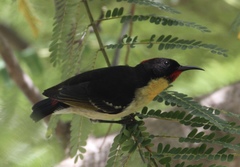 Myzomela jugularis