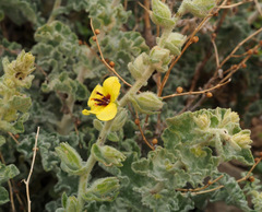 Verbascum jordanicum