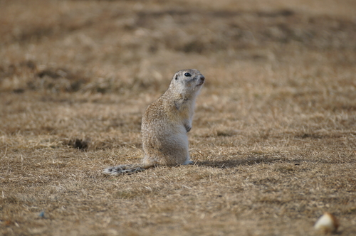 Long-tailed Ground Squirrel