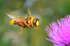 Milesia crabroniformis